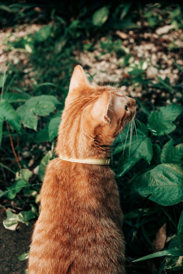 Comment créer un jardin de plantes aquatiques sur un toit plat?