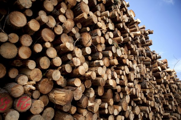 Bûches de bois sec 40 cm : chaleur rapide et économies garanties